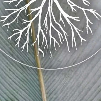 Instagram post from etnobotanicaherbs. This post is in position 16.