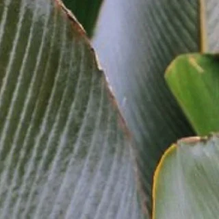 Instagram post from etnobotanicaherbs. This post is in position 10.