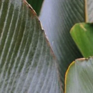 Instagram post from etnobotanicaherbs. This post is in position 9.