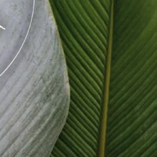 Instagram post from etnobotanicaherbs. This post is in position 18.