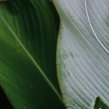 Instagram post from etnobotanicaherbs. This post is in position 15.