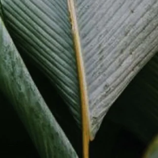 Instagram post from etnobotanicaherbs. This post is in position 20.