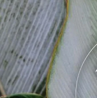 Instagram post from etnobotanicaherbs. This post is in position 13.