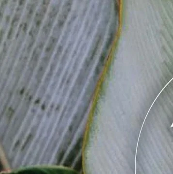 Instagram post from etnobotanicaherbs. This post is in position 12.