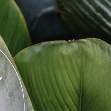 Instagram post from etnobotanicaherbs. This post is in position 14.