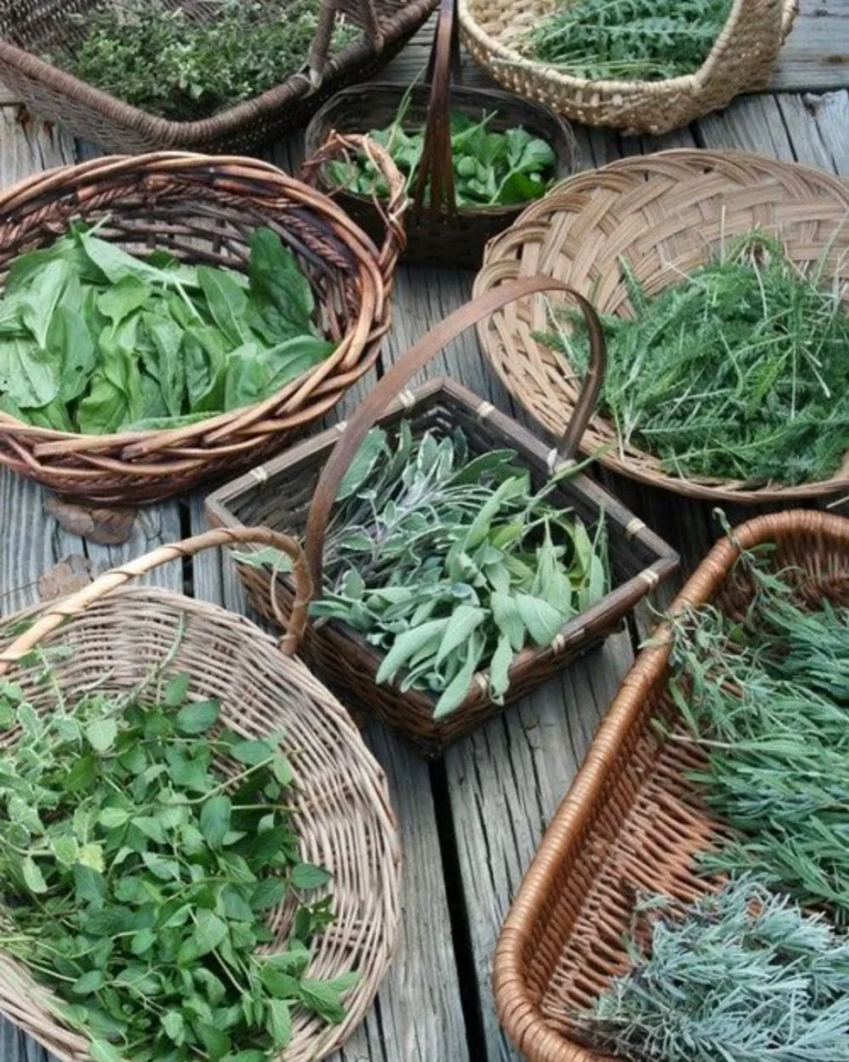 Instagram post from etnobotanicaherbs. This post is in position 7.