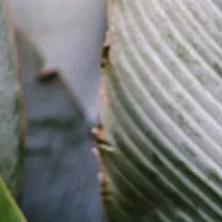 Instagram post from etnobotanicaherbs. This post is in position 12.