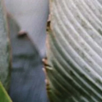 Instagram post from etnobotanicaherbs. This post is in position 11.