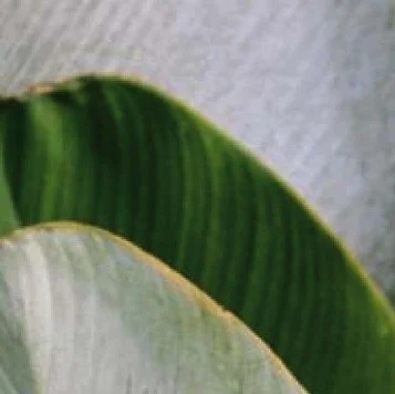 Instagram post from etnobotanicaherbs. This post is in position 10.