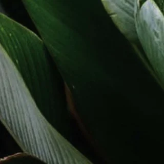 Instagram post from etnobotanicaherbs. This post is in position 19.